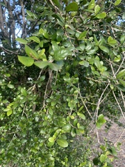 Planchonella cotinifolia