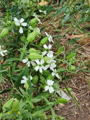 Silene procumbens