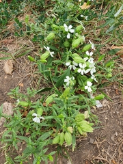 Silene procumbens