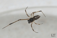 Latrodectus geometricus