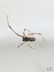 Latrodectus geometricus
