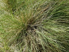 Festuca californica