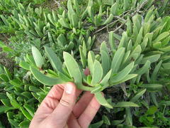 Carpobrotus quadrifidus