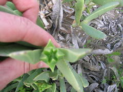 Carpobrotus quadrifidus