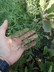 Cenolophium denudatum