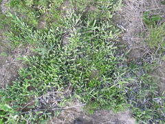 Carpobrotus quadrifidus