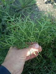 Cenolophium denudatum