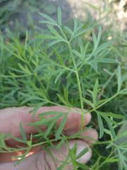 Cenolophium denudatum