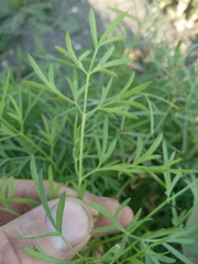 Cenolophium denudatum