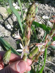 Trachyandra falcata