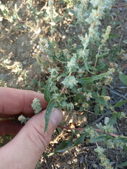 Atriplex intracontinentalis