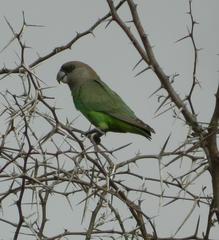 Poicephalus cryptoxanthus cryptoxanthus