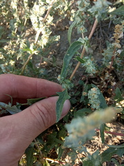 Atriplex intracontinentalis
