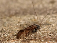 Myopsocidae
