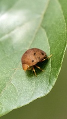 Hyperoncus lateritius