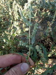 Atriplex intracontinentalis