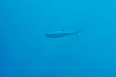 Scomberoides lysan