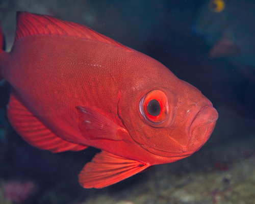 Priacanthus meeki observed 2021-08-21