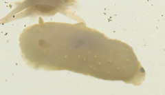 Cadlina