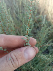 Suaeda acuminata
