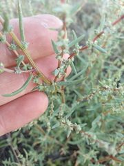 Suaeda acuminata