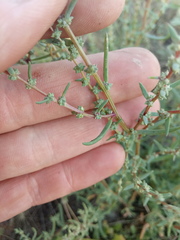 Suaeda acuminata