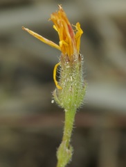 Crepis foetida