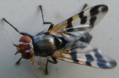 Ceroxys