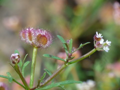 Trachymene cyanopetala