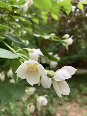 Philadelphus inodorus