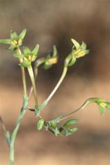 Freesia viridis