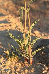 Freesia viridis