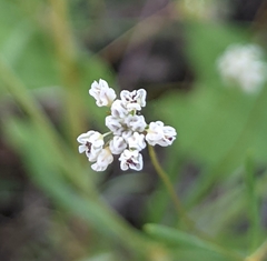 Eriogonum pharnaceoides