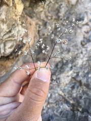 Argyrochosma limitanea