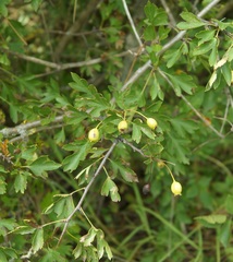 Crataegus sphaenophylla