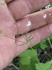 Eriogonum pharnaceoides