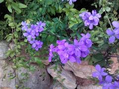 Barleria obtusa