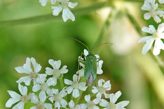 Calocoris affinis