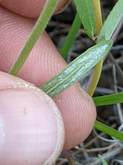 Eriogonum pharnaceoides