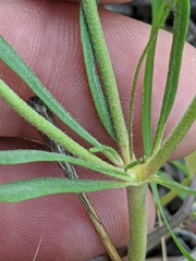 Eriogonum pharnaceoides