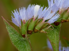 Limonium lobatum