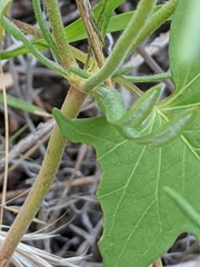 Eriogonum pharnaceoides