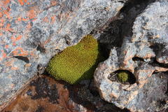 Hypodontium pomiforme