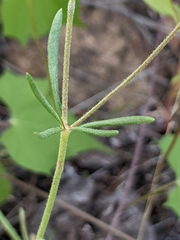 Eriogonum pharnaceoides