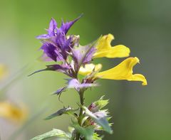 Melampyrum subalpinum