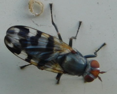 Ceroxys