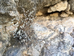 Argyrochosma limitanea