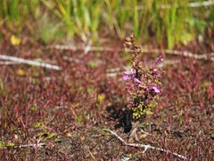Pedicularis palustris