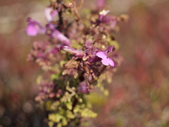 Pedicularis palustris