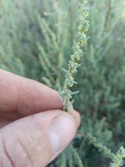 Suaeda acuminata